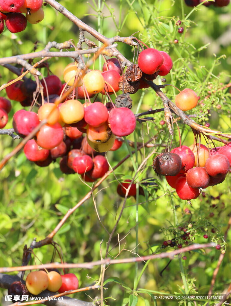 枝头硕果累累的红果子