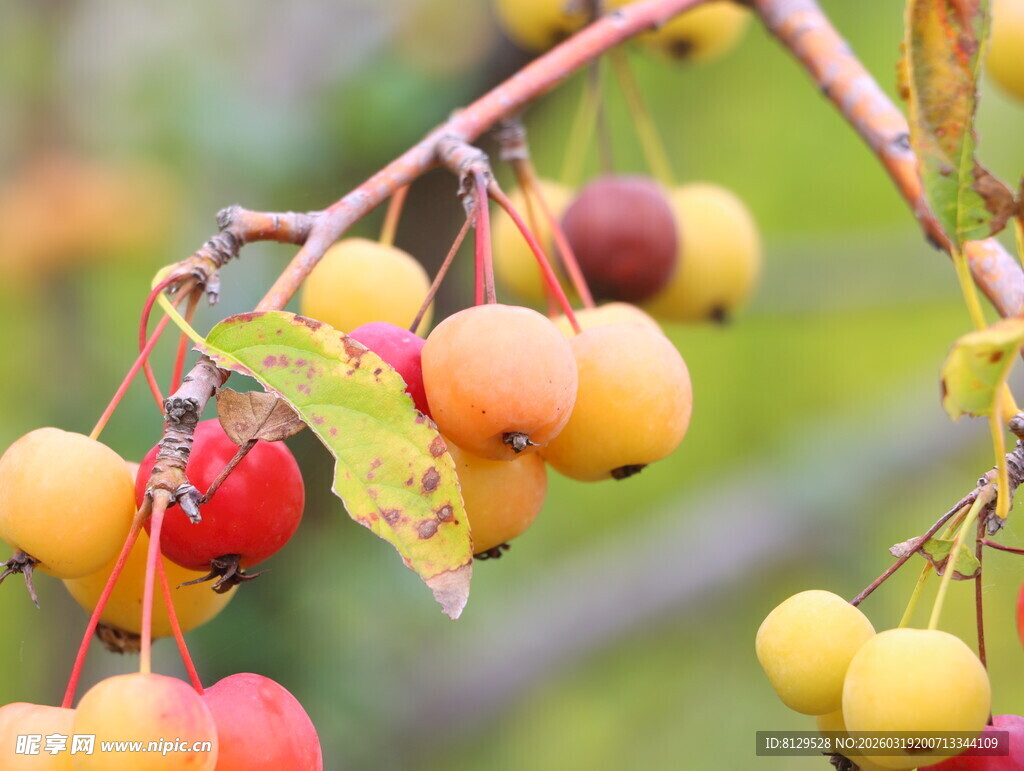 枝头多彩小果实