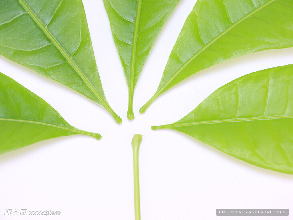 嫩绿叶片特写