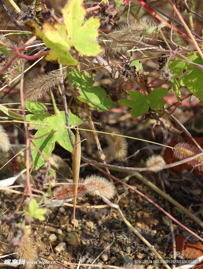 新生绿植破土而出