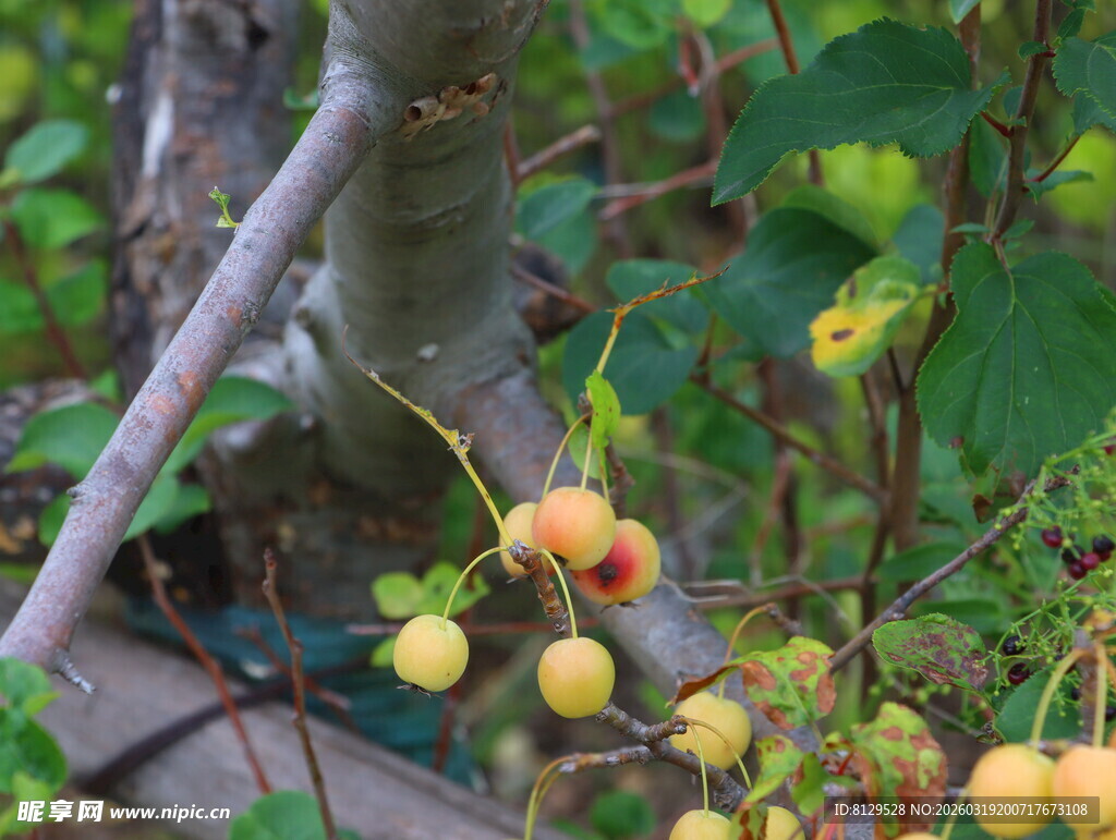 枝头挂着的黄色小果实