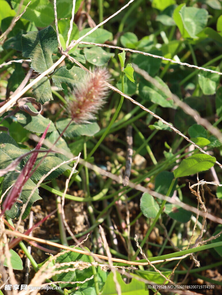 草丛中的狗尾巴草