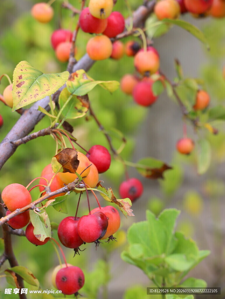 枝头红果绿叶相映成趣