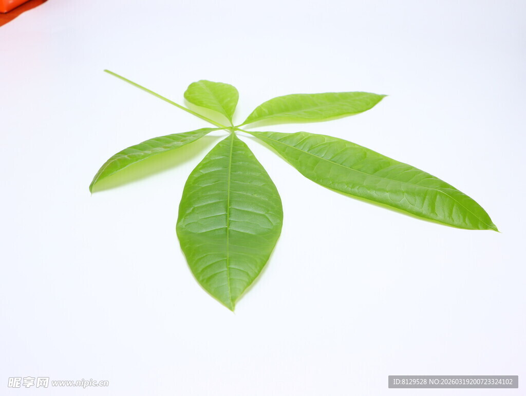 五片绿叶特写