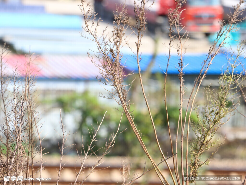 铁轨旁的野生植物景观