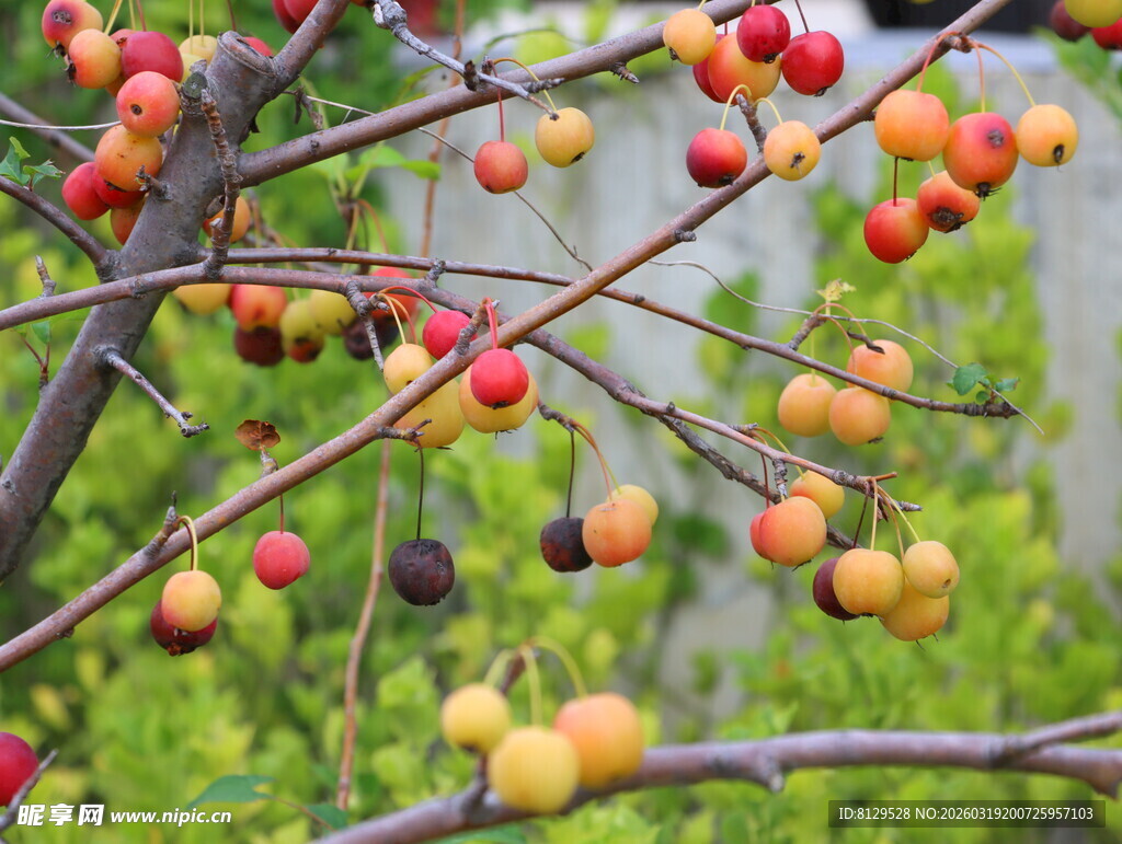 枝头硕果累累的多彩果实