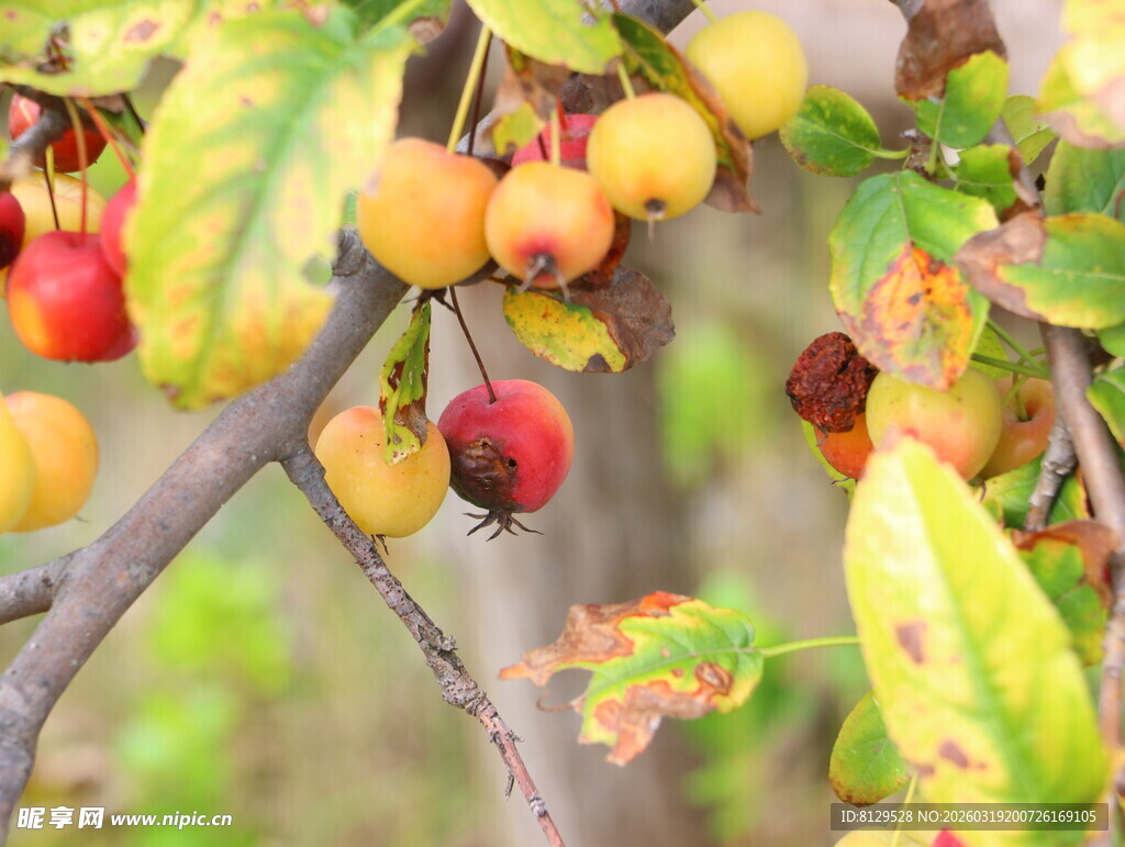 枝头多彩果实与绿叶