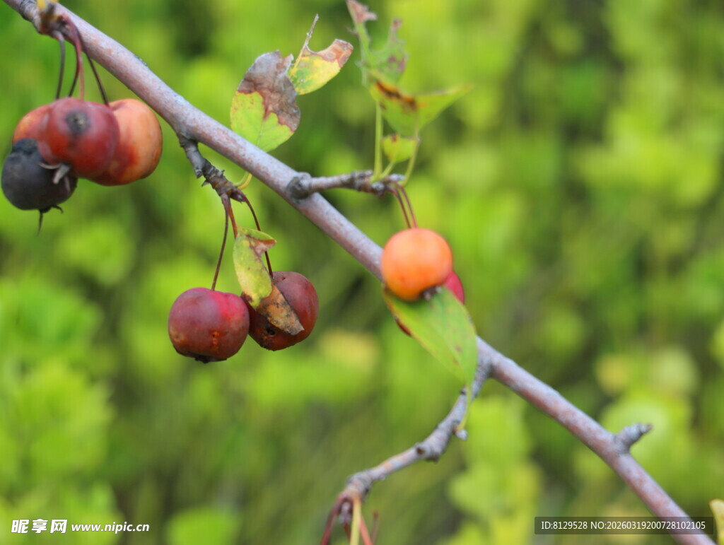 枝头挂着多彩果实