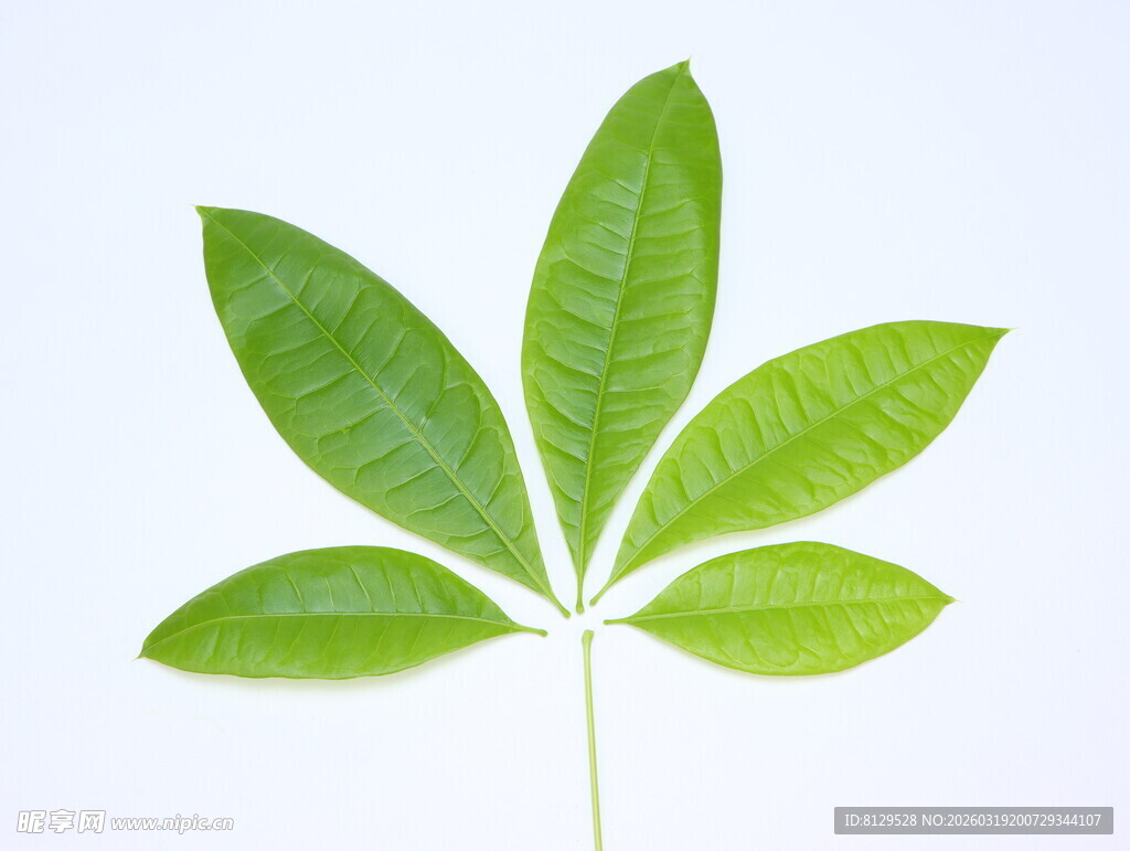 嫩绿掌状复叶植物叶片