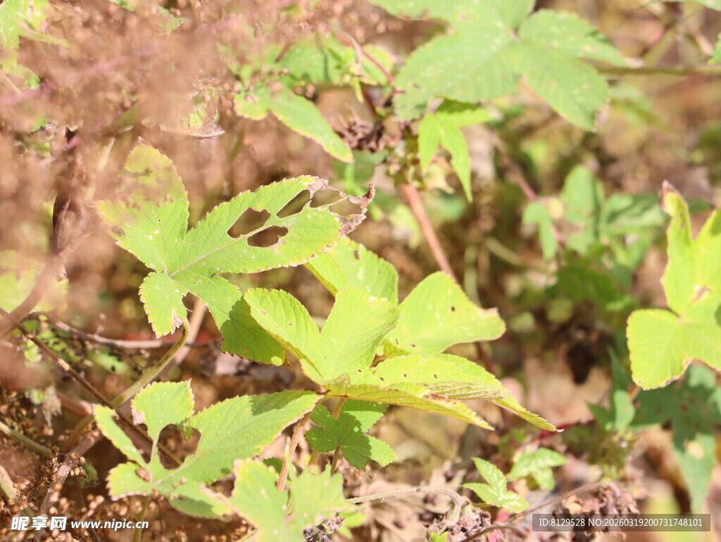 阳光下的嫩绿植物