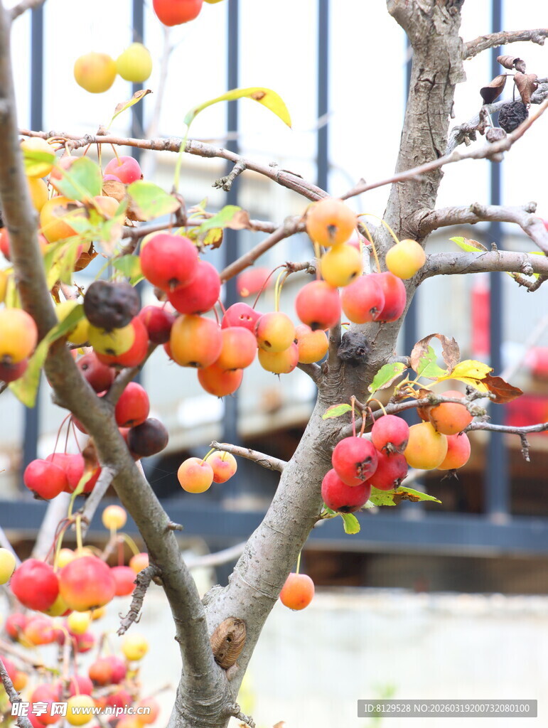 枝头硕果累累的多彩果实