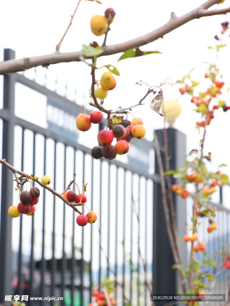 枝头缤纷果实挂于栅栏旁