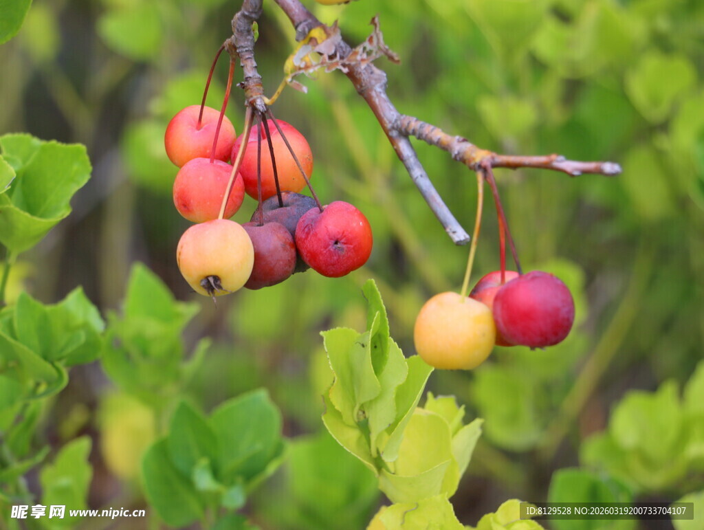 枝头多彩果实挂