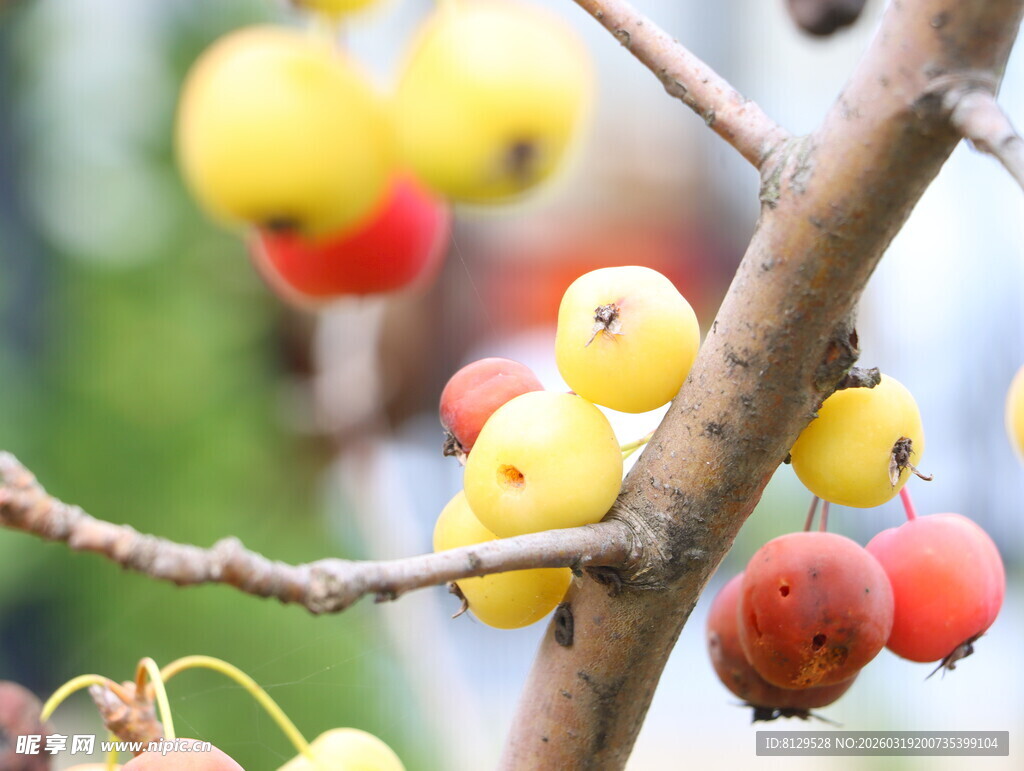 枝头多彩果实诱人