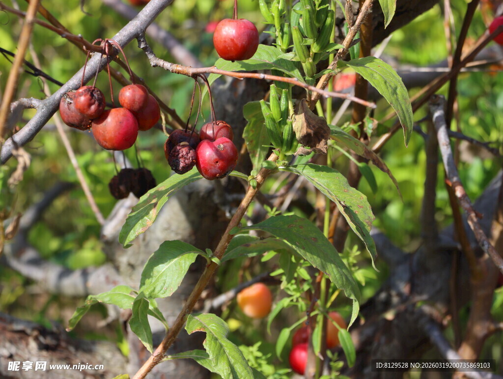 枝头红果自然清新景致