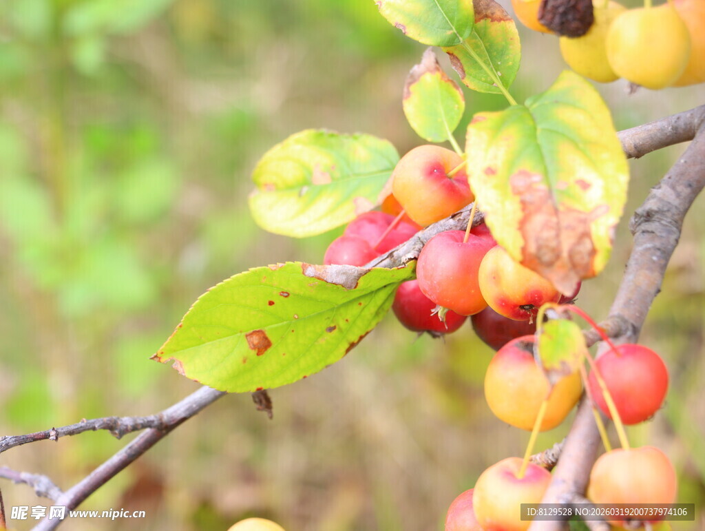 枝头红果绿叶相映成趣
