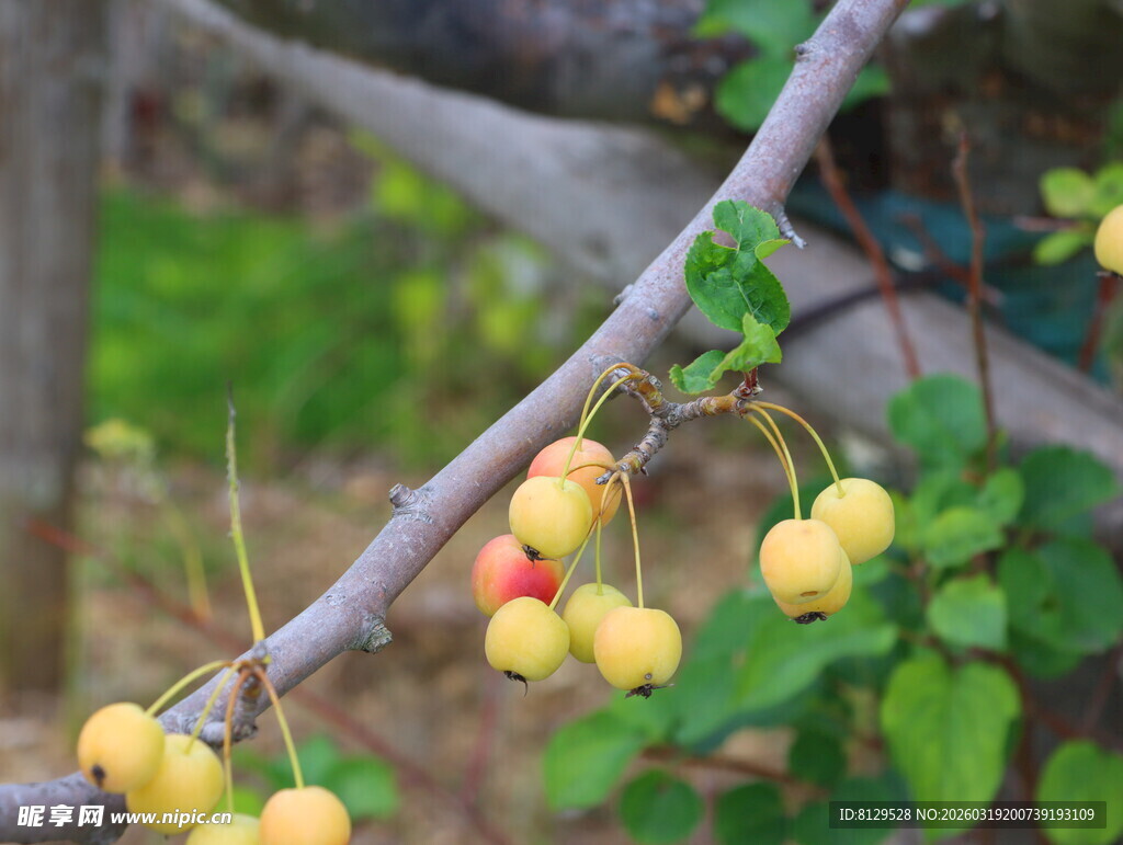 枝头黄果自然清新景致