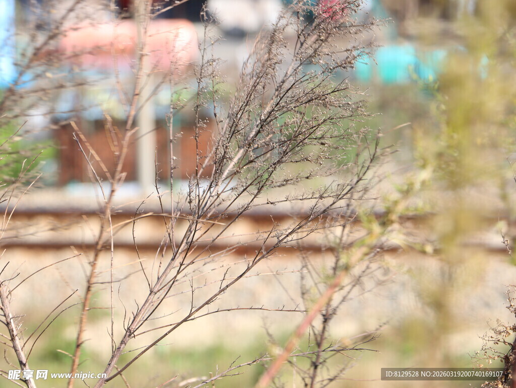 模糊背景中的稀疏树枝