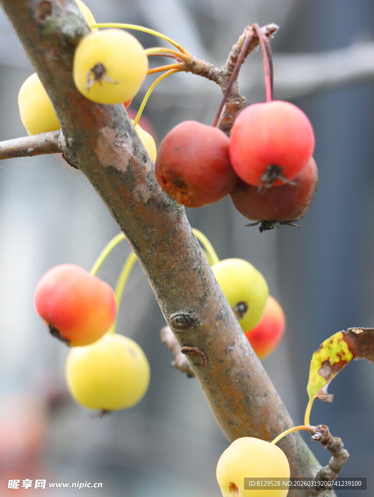 枝头多彩小果实