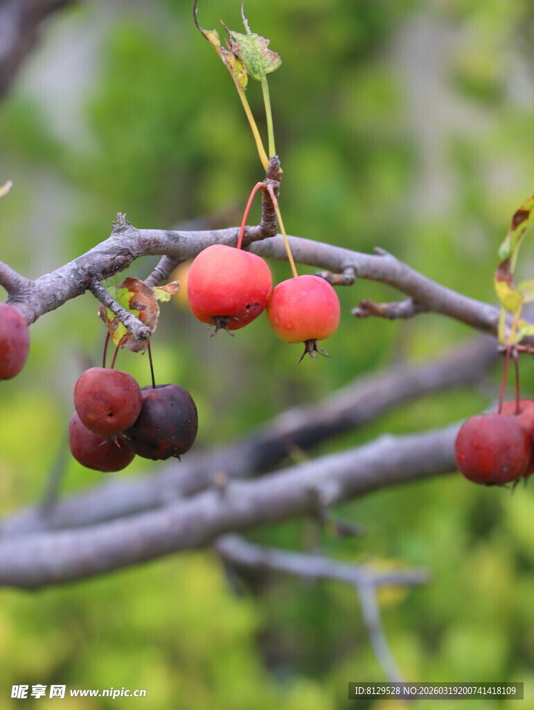 枝头红果尽显自然清新