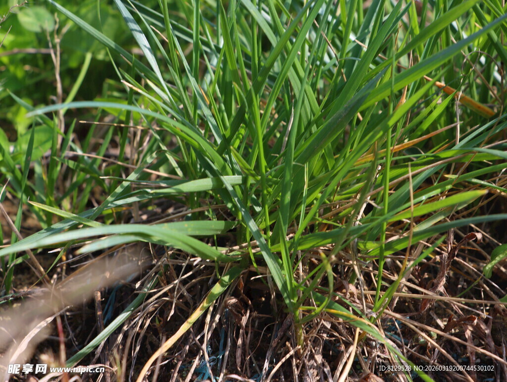 嫩绿葱郁的草本植物