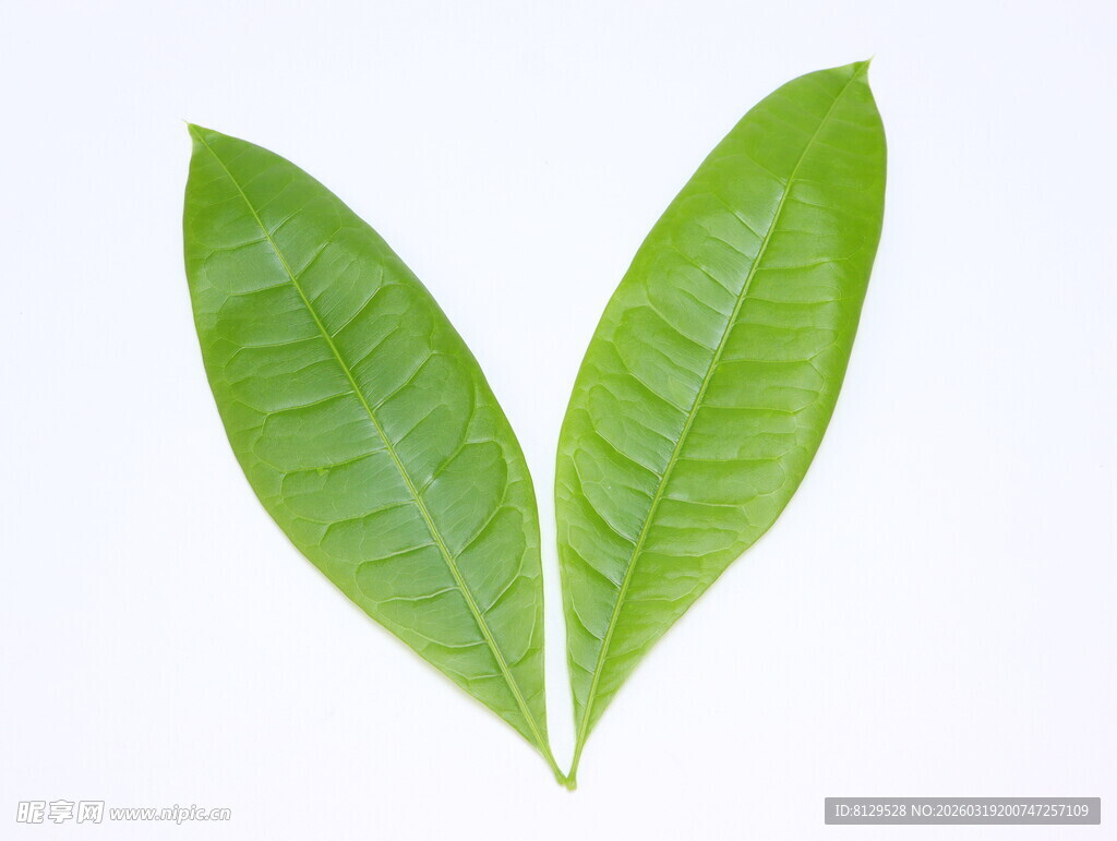 心形绿叶清新自然之美