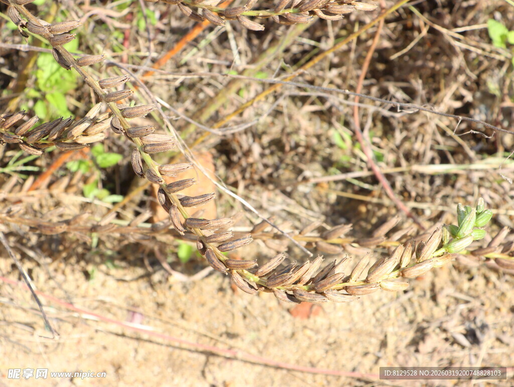 地面上的嫩绿新芽
