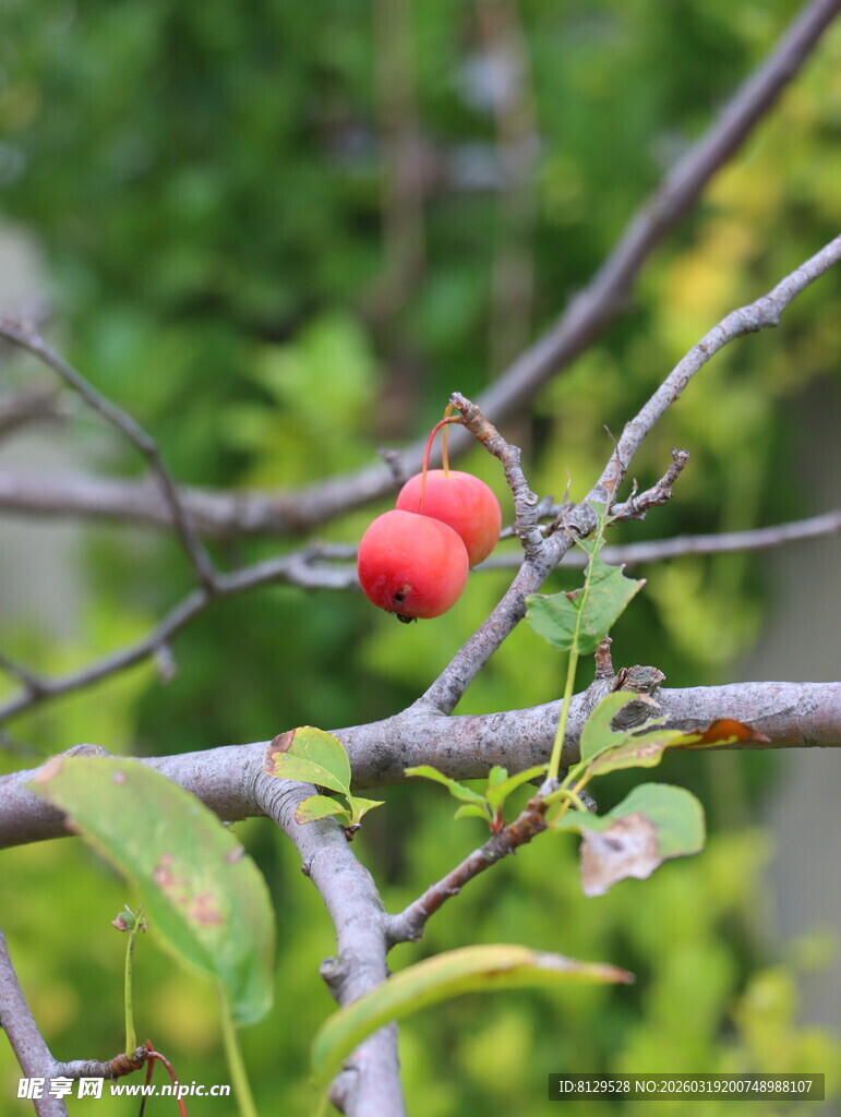 枝头红果绿意中的一抹艳