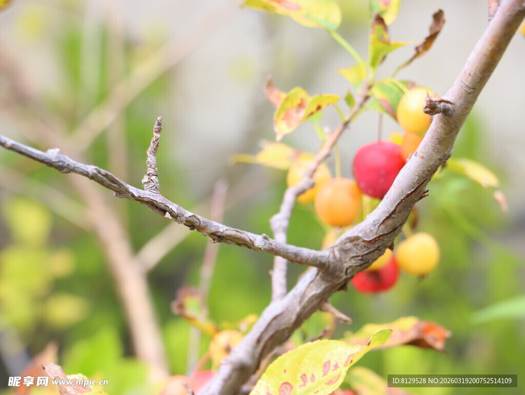 枝头红黄果实点缀秋景