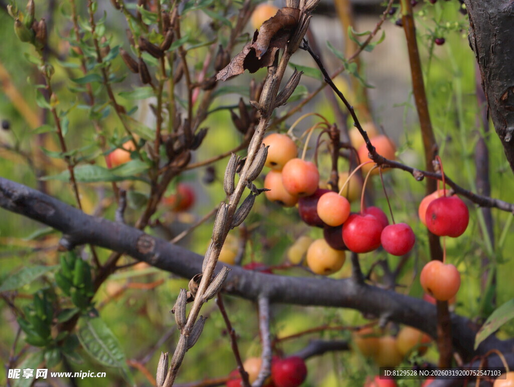 枝头红果秋日旖旎景致