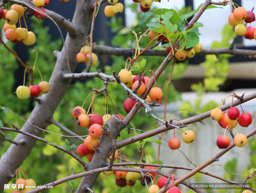 枝头挂满鲜艳诱人小果实