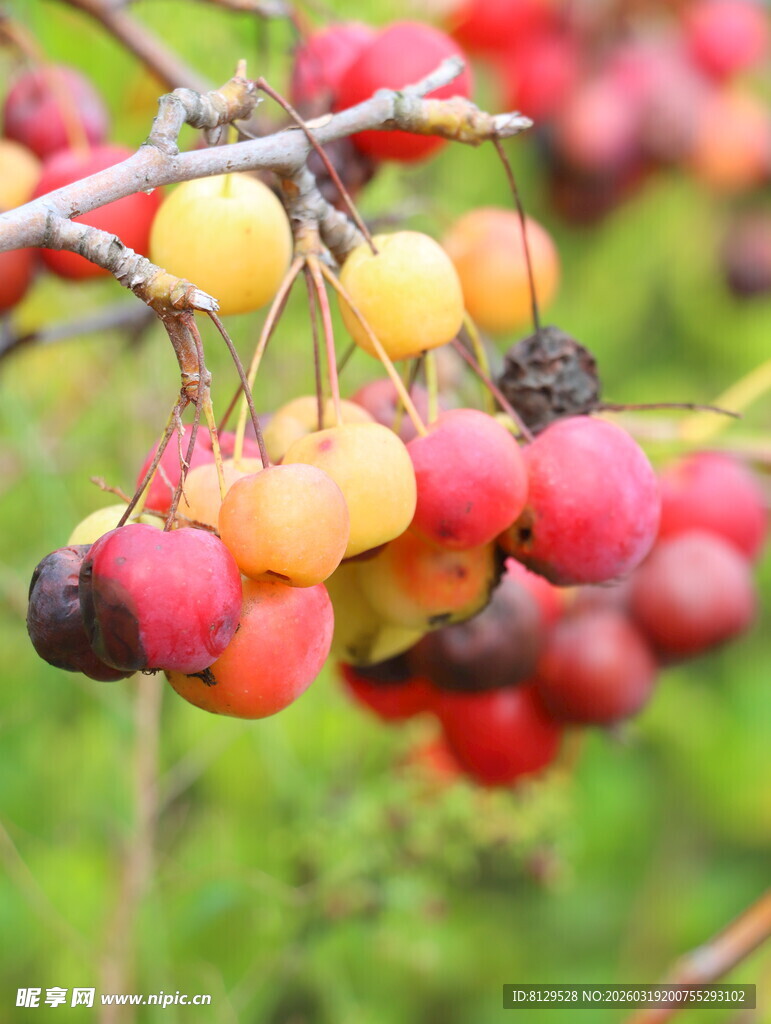 枝头多彩果实诱人