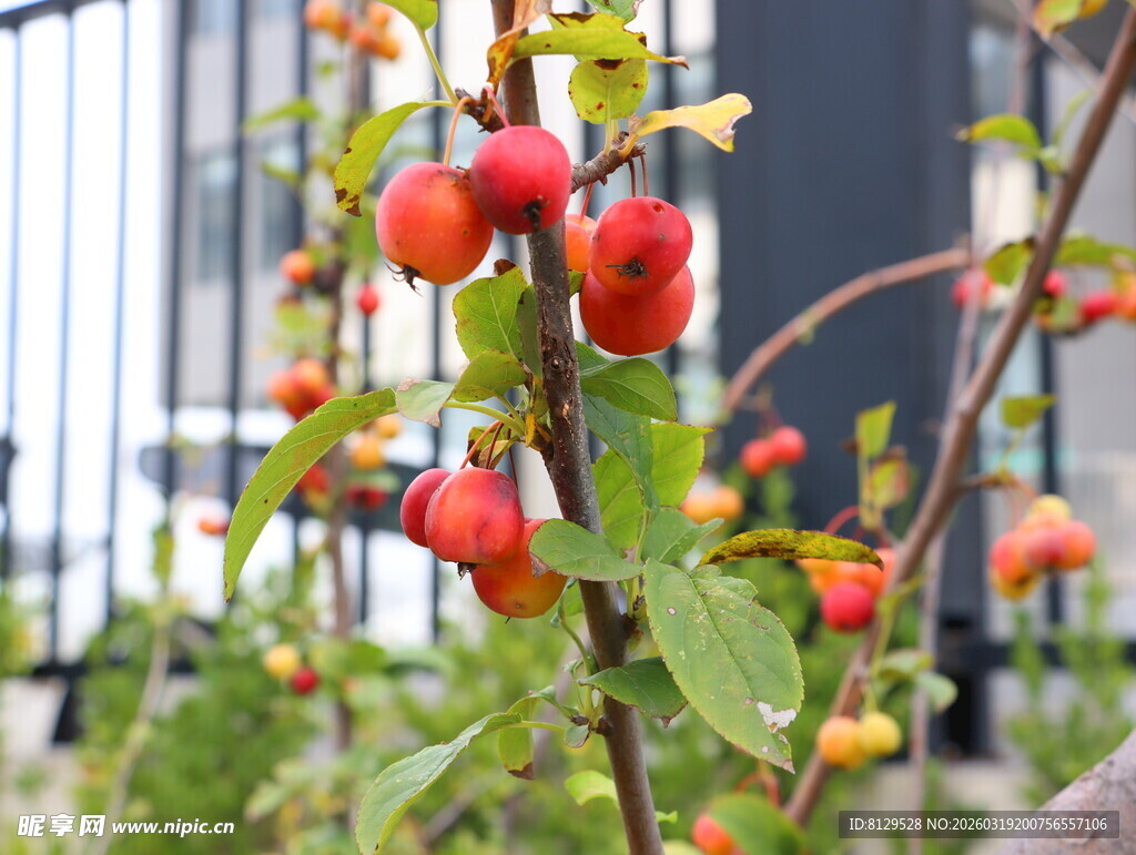 枝头红果绿叶相伴