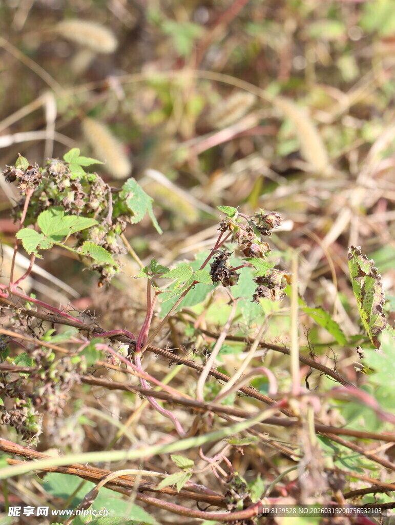 地面上的杂草与枯枝