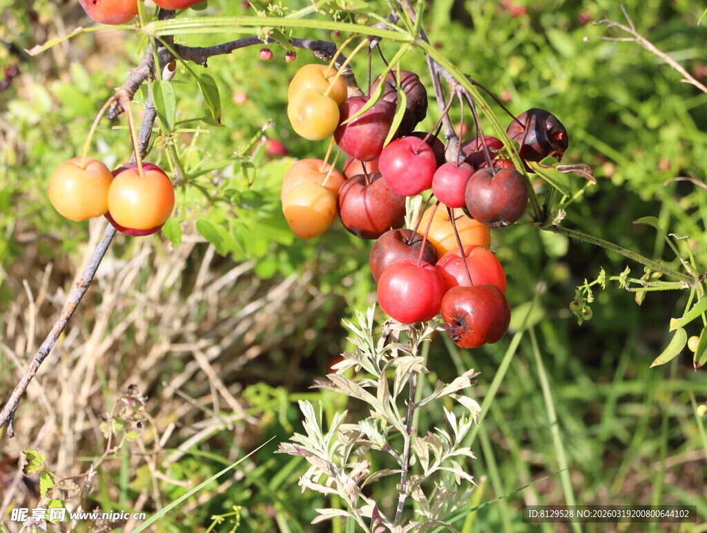 枝头多彩浆果生机盎然