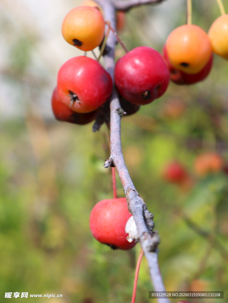 枝头红果秋日自然景致