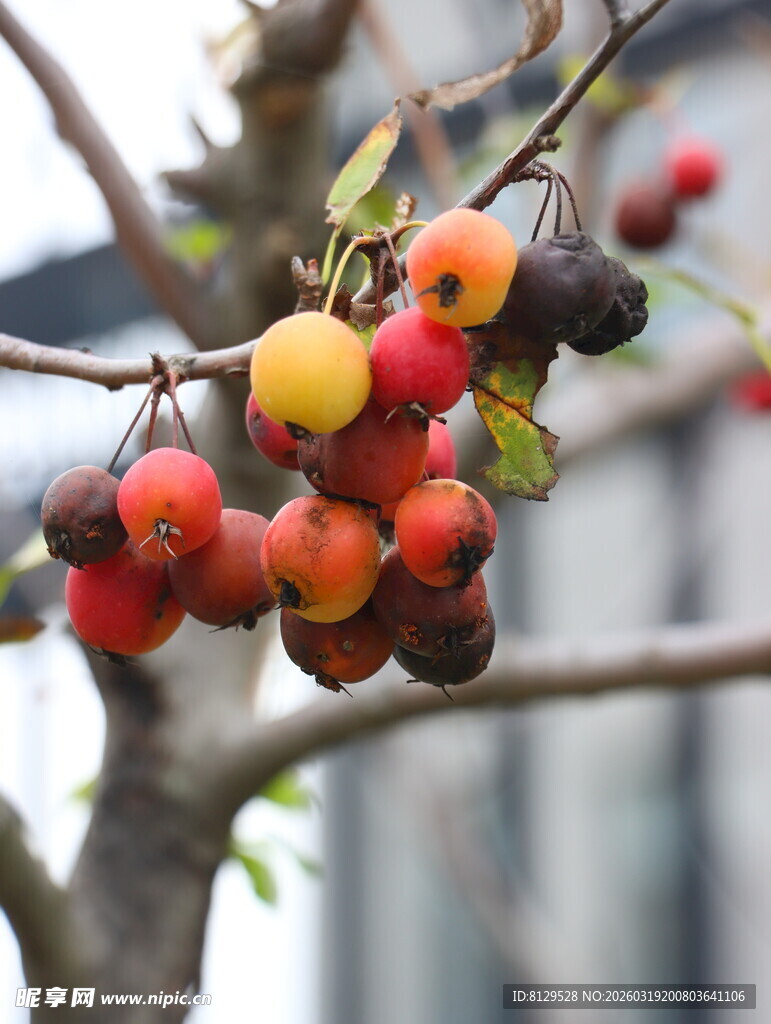 枝头多彩果实正诱人