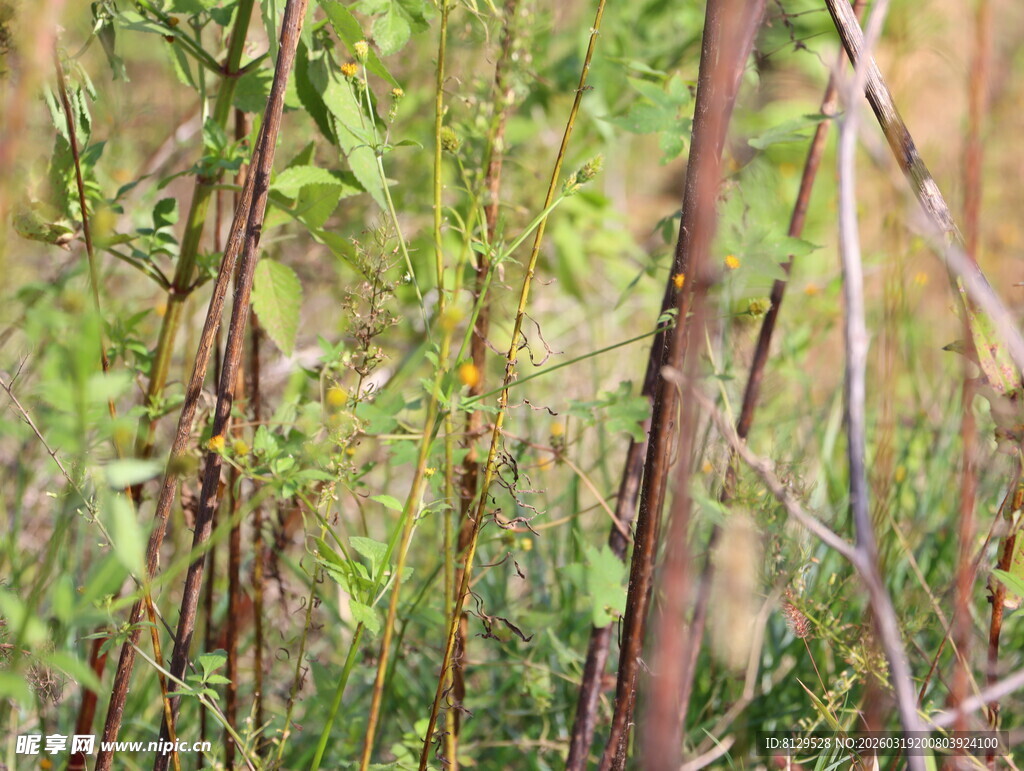 茂密林间植物景象