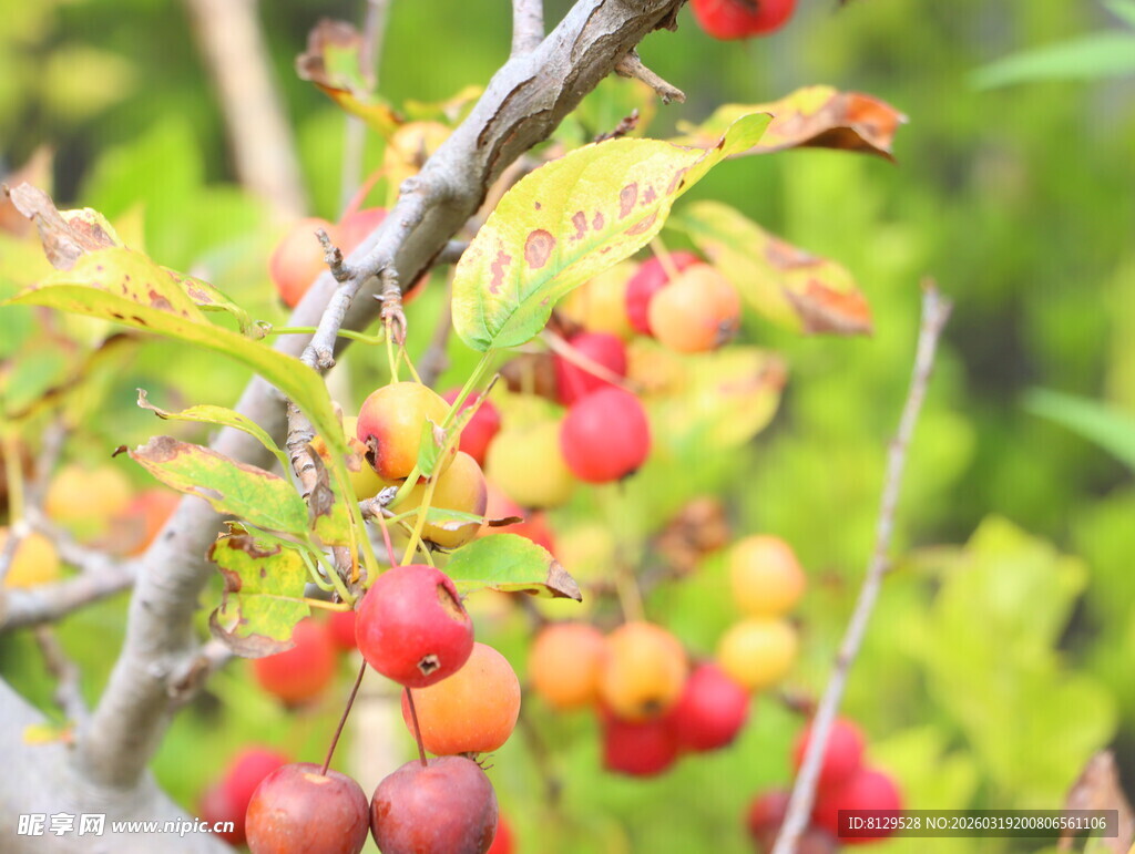 枝头红果秋意初显