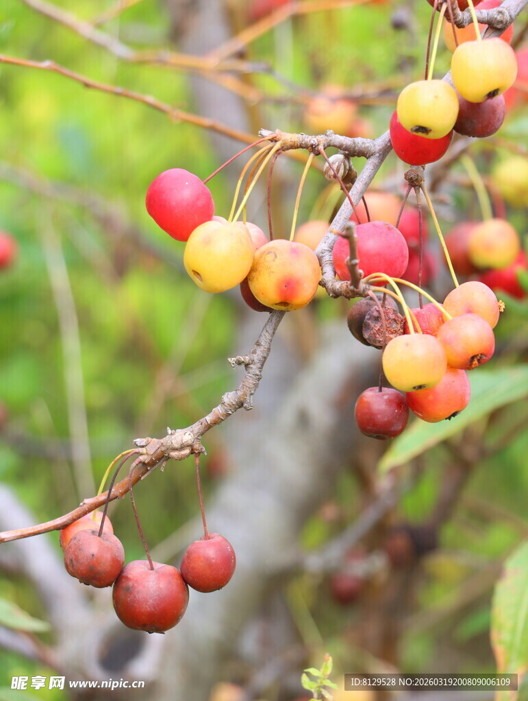 枝头多彩果实