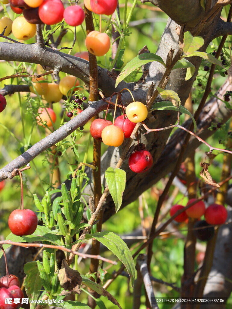 枝头硕果累累的鲜艳红果