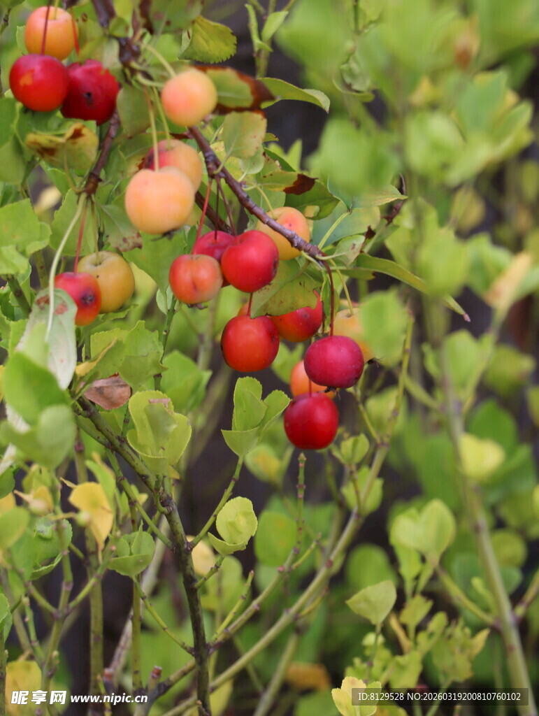 枝头红果绿叶相映成趣