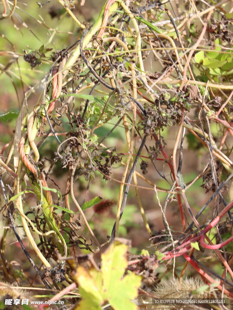 野外杂乱缠绕的植物藤蔓