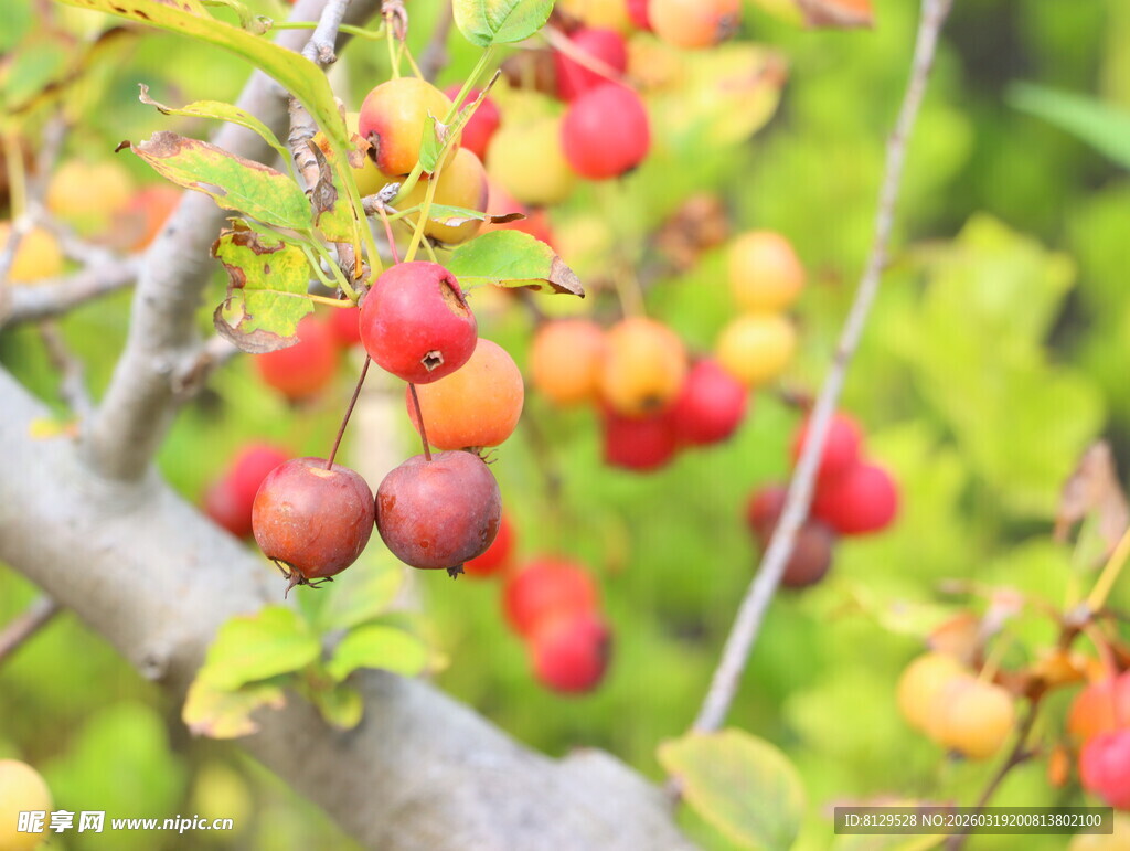 枝头累累的红黄色果实