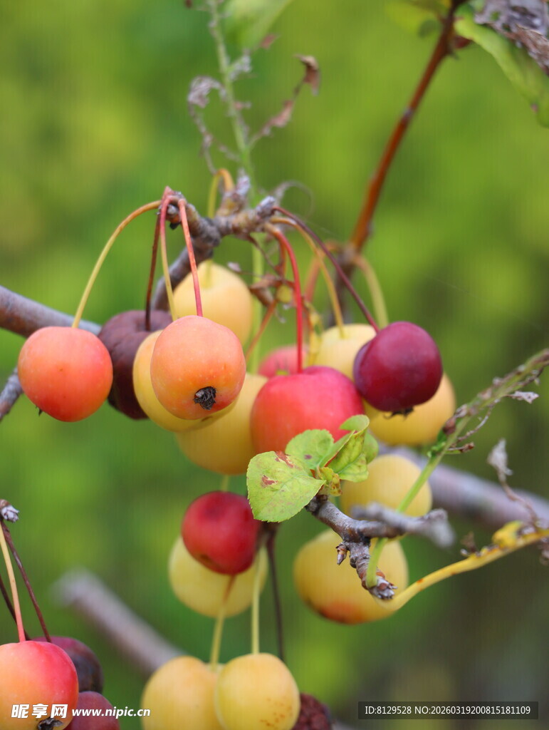 枝头多彩小果实
