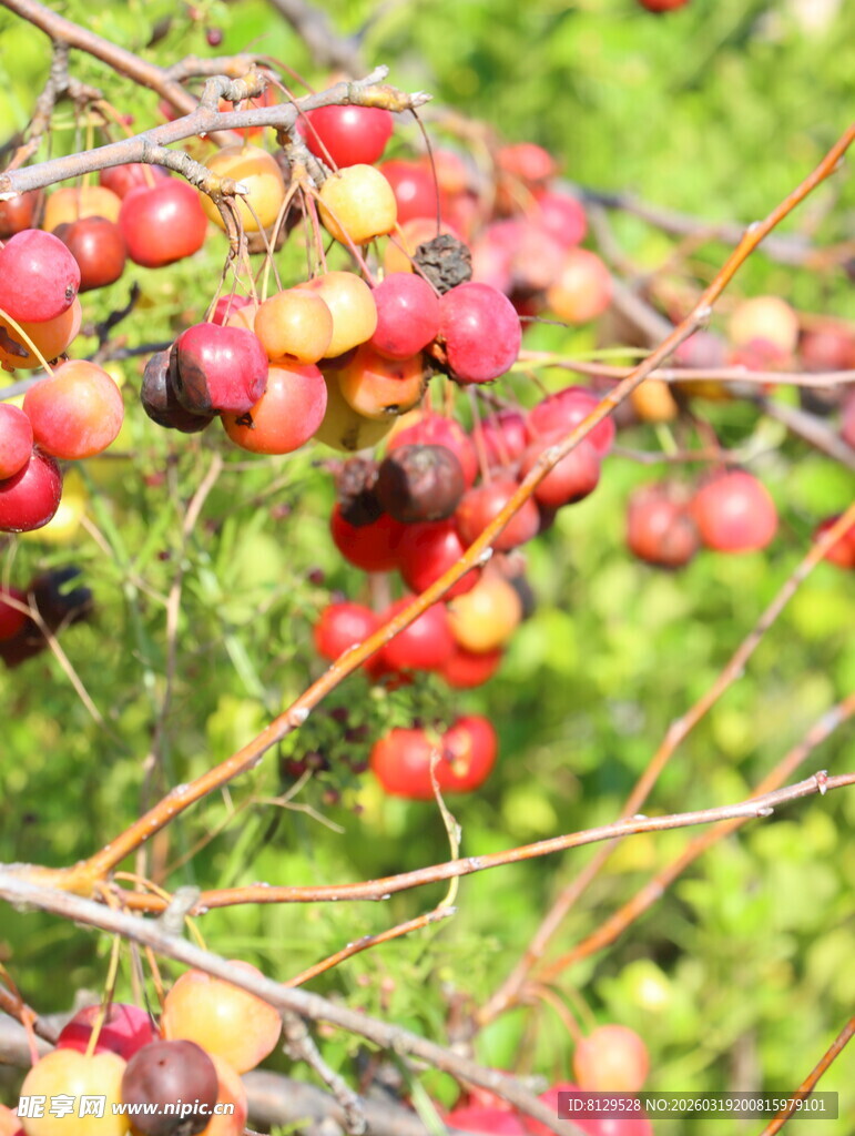 枝头红果自然野果景致