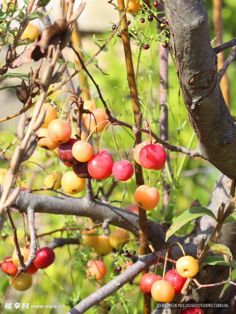 枝头累累的红苹果