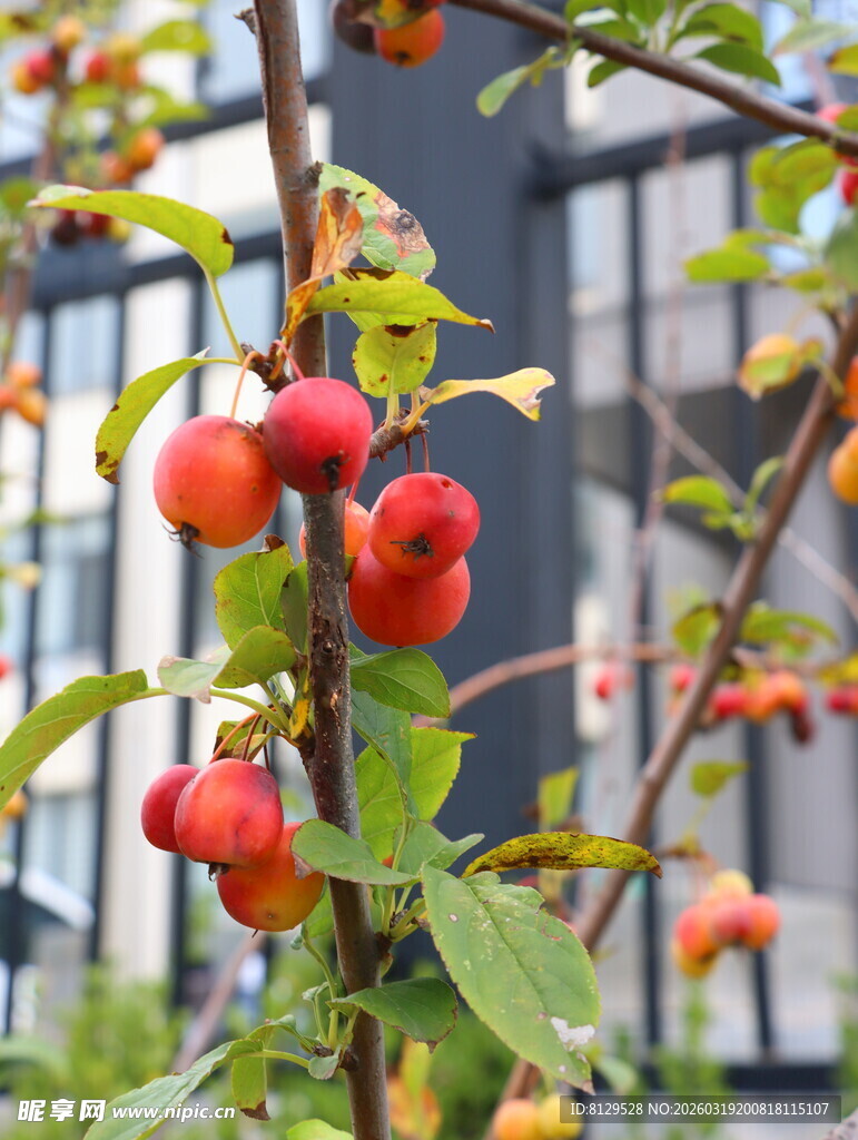 枝头红果挂秋意正浓