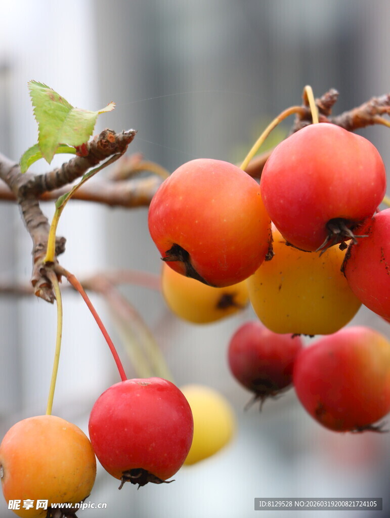 枝头红果秋意满满