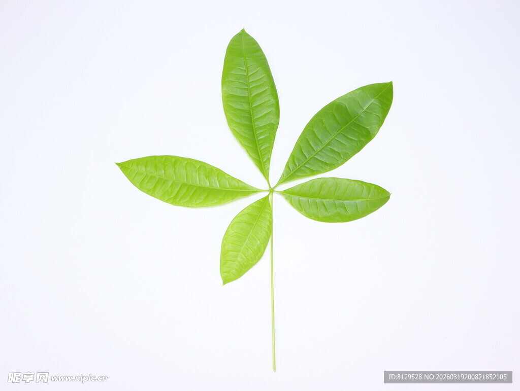 五片绿叶的清新植物
